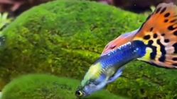 HEBOH! Inilah Deretan Ikan Guppy Paling Mahal Tahun 2025: Cantik, Langka, dan Berharga Jutaan Rupiah