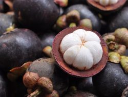 11 Khasiat Lengkap Manggis: Si Buah Lezat dengan Keajaiban Kesehatan 11 Khasiat Lengkap Manggis: Si Buah Lezat dengan Keajaiban Kesehatan