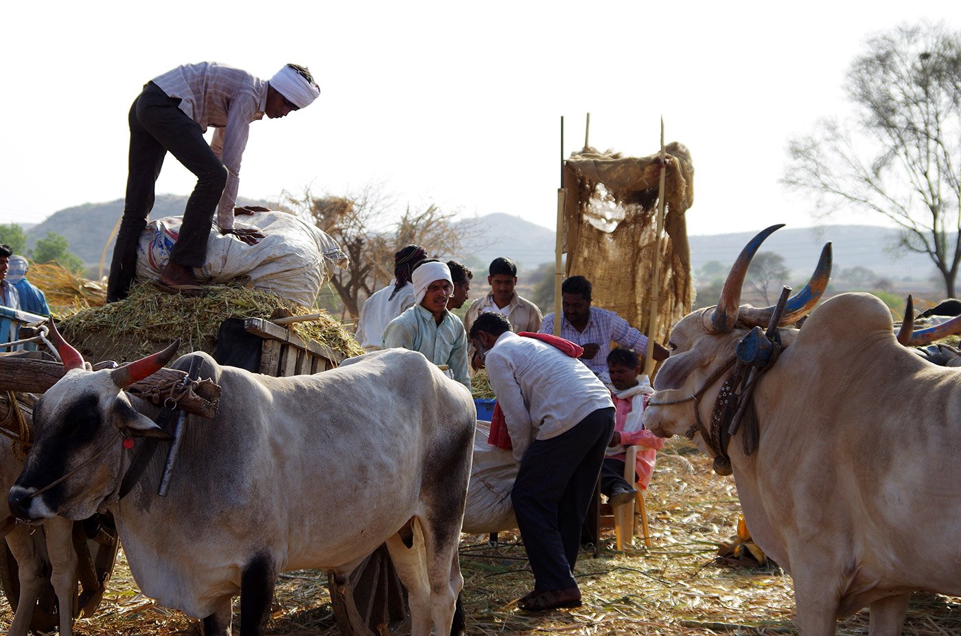 Cattle Crisis: Gabtoli Market Buyers Flock to 100 Feet Natun Bazar