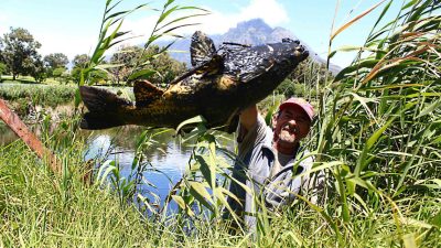 Police Battle Giant Catfish After It Injures Five at Bavarian Lake
