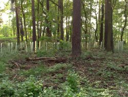 Protecting Forest Genetic Treasures for Tomorrow’s Generations Protecting Forest Genetic Treasures for Tomorrow’s Generations