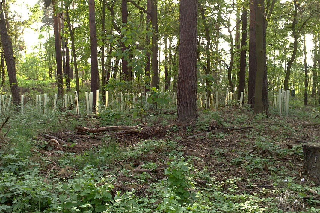 Protecting Forest Genetic Treasures for Tomorrow’s Generations