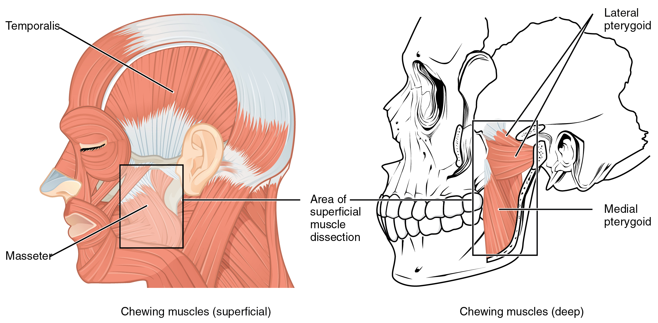 Chew Well, Give Thanks: Simple Tips to Avoid Abdominal Discomfort