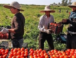 Tomato Farmers Blame Sallah and Low Production for Soaring Prices Tomato Farmers Blame Sallah and Low Production for Soaring Prices