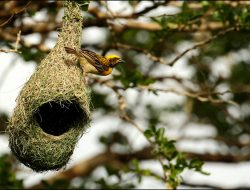 Man Arrests for Destroying Baya Weaver Nests and Killing Chicks in Bangladesh
