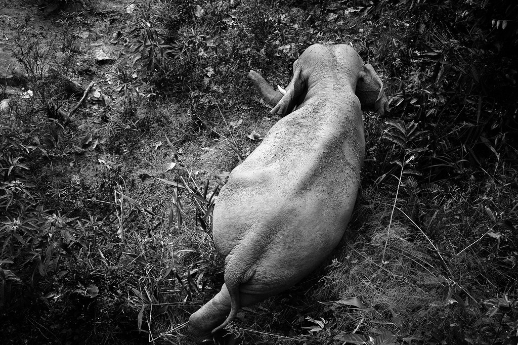 Elephant Goes on Hilarious Shopping Spree in Khao Yai