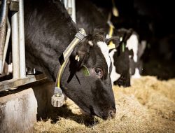 Nestlé and Ministry of Livestock Team Up for Dairy Skills Development