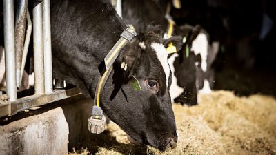 Nestlé and Ministry of Livestock Team Up for Dairy Skills Development