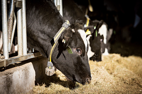 Nestlé and Ministry of Livestock Team Up for Dairy Skills Development