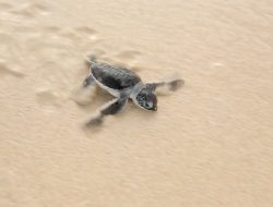 From Poachers to Protectors: Tanzanians Champion Sea Turtle Conservation