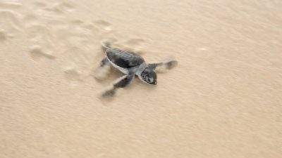 From Poachers to Protectors: Tanzanians Champion Sea Turtle Conservation