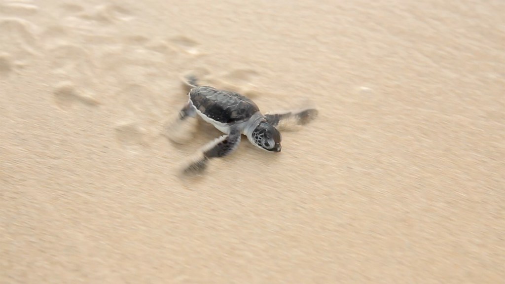 From Poachers to Protectors: Tanzanians Champion Sea Turtle Conservation