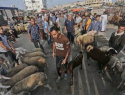 Crowds Surge to Cattle Markets in Anticipation of Eidul Azha Crowds Surge to Cattle Markets in Anticipation of Eidul Azha