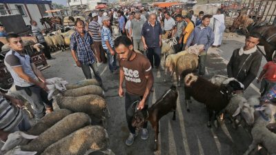 Crowds Surge to Cattle Markets in Anticipation of Eidul Azha