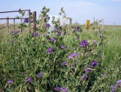 Alfalfa Planting Initiative Launch in Jos Aims to Stem Herder Migrations