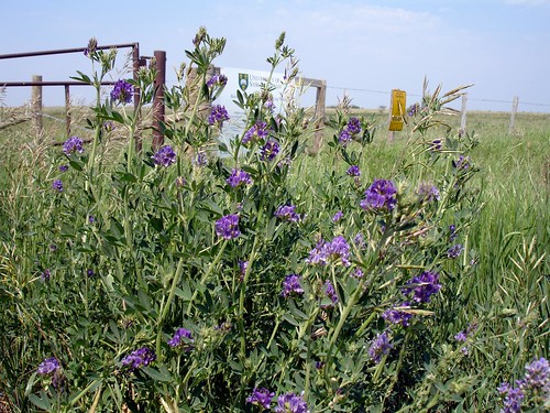 Alfalfa Planting Initiative Launch in Jos Aims to Stem Herder Migrations