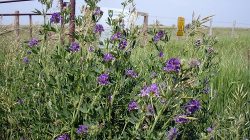 Alfalfa Planting Initiative Launch in Jos Aims to Stem Herder Migration