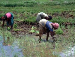 Farmers Among 150 Million Nigerians Impacted by Insecurity, Says NSA