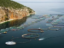 Why Akagera National Park Is Revolutionizing Kayonza With Its Innovative Fish Farm
