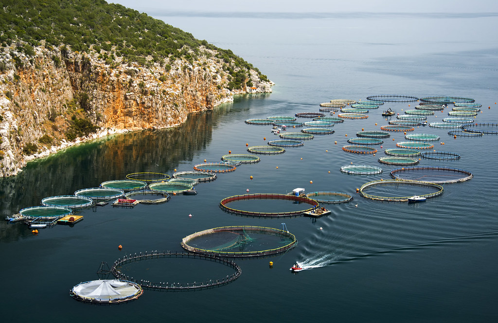Why Akagera National Park Is Revolutionizing Kayonza With Its Innovative Fish Farm