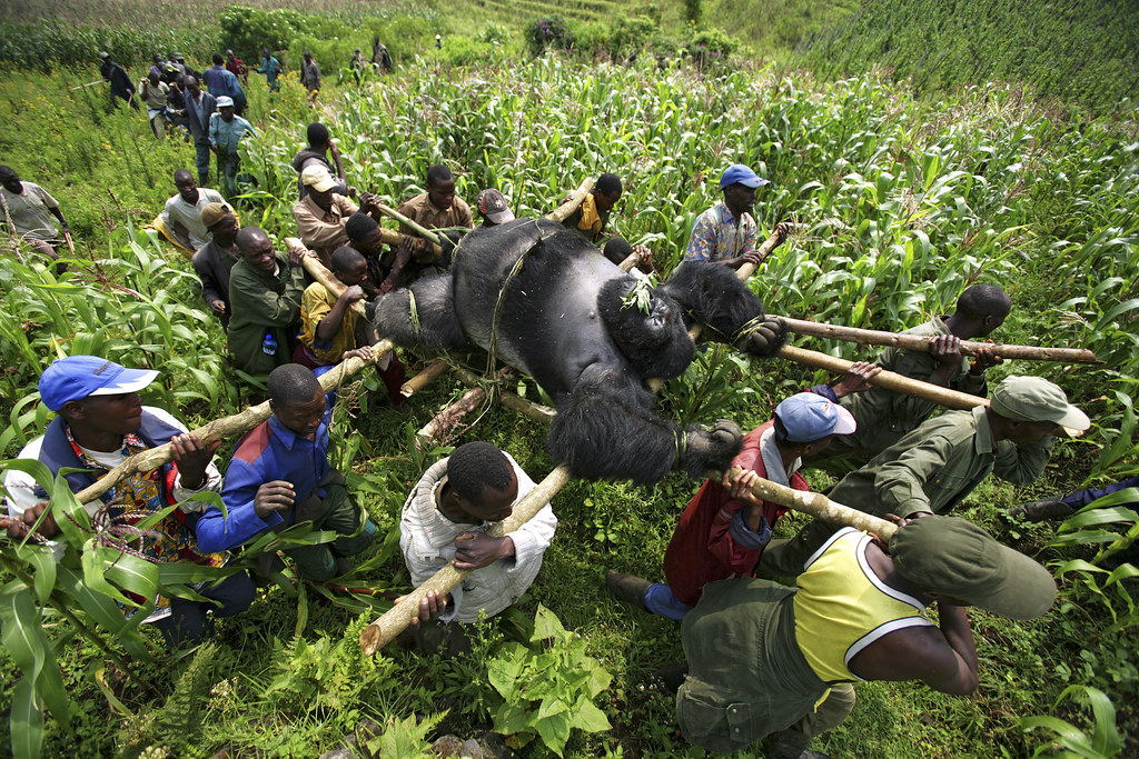 Jets and Cars Rev Up for 2025 Mountain Gorilla Rally – International Edition (English)