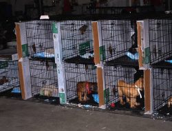 US: Over 100 Dogs Rescued From Alleged ‘Puppy Mill’ in North Carolina