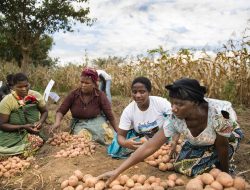 Strategies for Reducing Post-Harvest Losses: Farmer Saisai’s Kraal Solutions