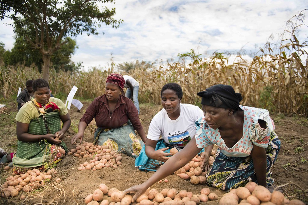 Strategies for Reducing Post-Harvest Losses: Farmer Saisai’s Kraal Solutions