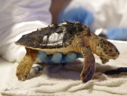 Sea Turtle Rescued From Old Fishing Net; Another Succumbs