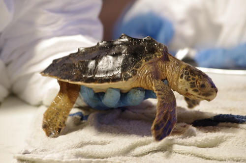 Sea Turtle Rescued From Old Fishing Net; Another Succumbs