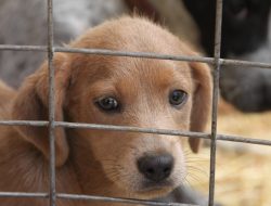 Civil Society Demands End to Alleged Abuse of Stray Dogs Civil Society Demands End to Alleged Abuse of Stray Dogs