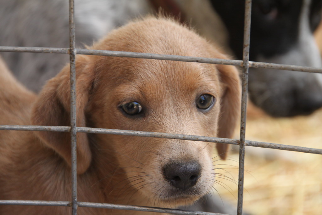 Civil Society Demands End to Alleged Abuse of Stray Dogs