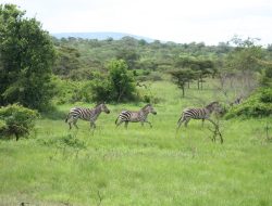 Akagera National Park Aims for .9M in Revenue