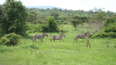 Akagera National Park Aims for .9M in Revenue
