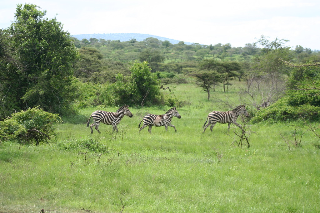 Akagera National Park Aims for .9M in Revenue