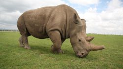 White Rhinos and White Liars: Unmasking the Supremacist Lens in Wildlife Journalism