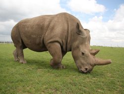 White Rhinos and White Liars: Unmasking the Supremacist Lens in Wildlife Journalism