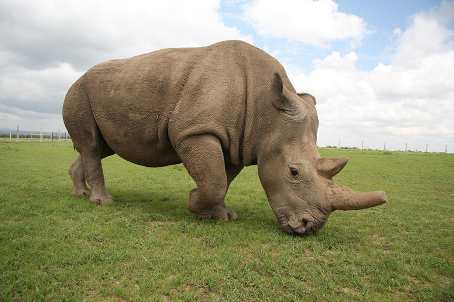 White Rhinos and White Liars: Unmasking the Supremacist Lens in Wildlife Journalism