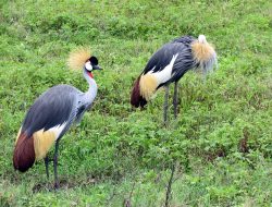 East Africa Unites to Shield Endangered Grey Crowned Cranes