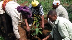 NDDC Pledges Environmental Revival Through Large-Scale Tree Planting