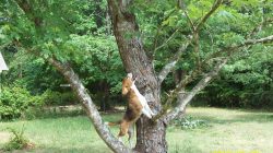 Dog’s Epic Tree Climb: Dramatic Rescue Goes Viral Worldwide