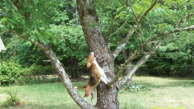 Dog’s Epic Tree Climb: Dramatic Rescue Goes Viral Worldwide