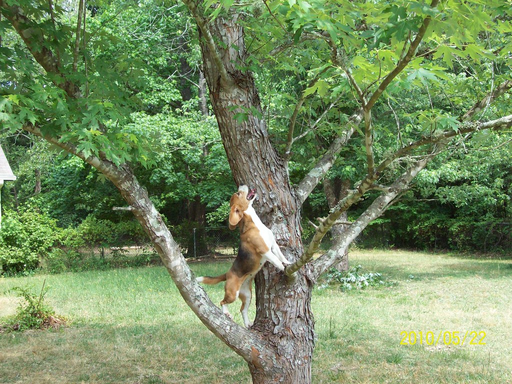 Dog’s Epic Tree Climb: Dramatic Rescue Goes Viral Worldwide