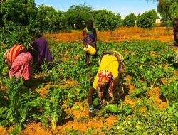 Kids Reading for All Foundation Unveils ‘Harvest to Educate’ Agriculture Drive in Bomi County Kids Reading for All Foundation Unveils ‘Harvest to Educate’ Agriculture Drive in Bomi County