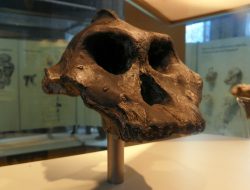 Interview: Kenya’s Fossil Man Makes Global Science Hall of Fame Interview: Kenya’s Fossil Man Makes Global Science Hall of Fame