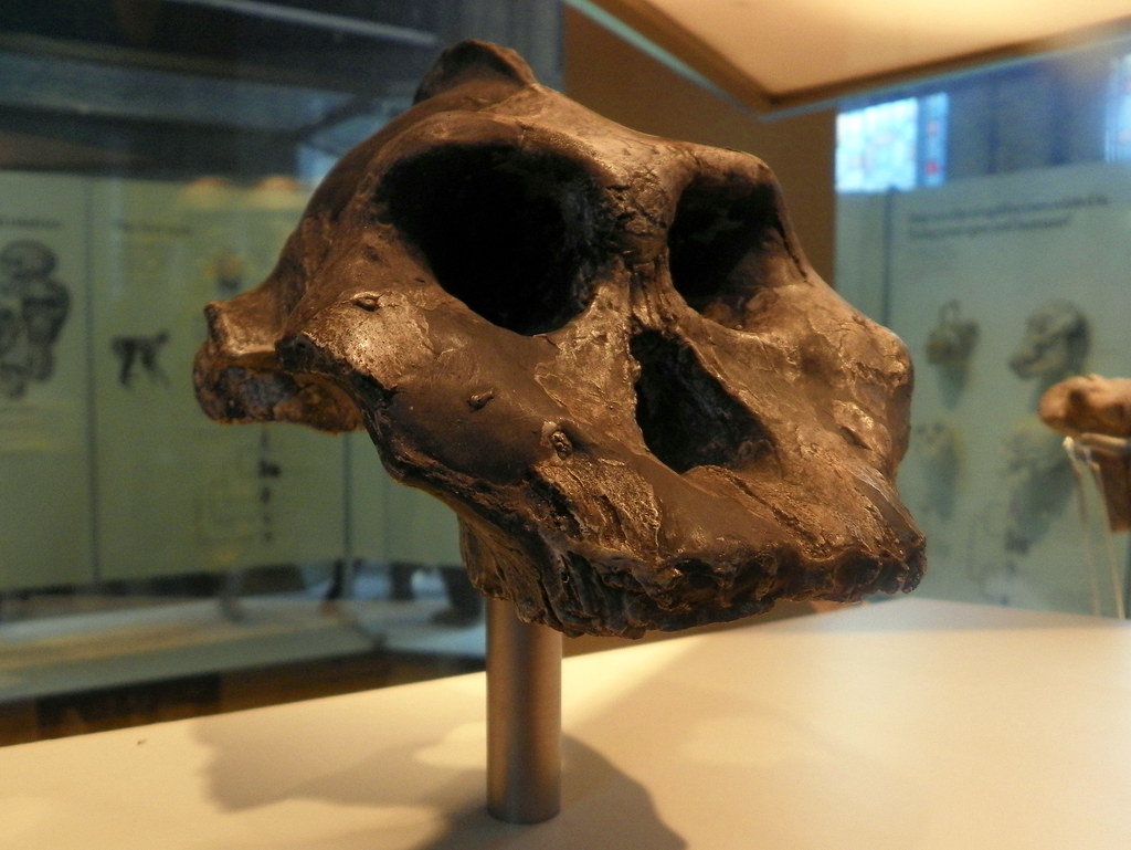 Interview: Kenya’s Fossil Man Makes Global Science Hall of Fame
