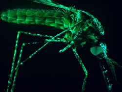 GSK Cuts Malaria Vaccine Price to Under in Global Initiative GSK Cuts Malaria Vaccine Price to Under in Global Initiative