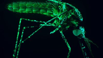 GSK Cuts Malaria Vaccine Price to Under  in Global Initiative