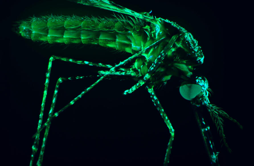 GSK Cuts Malaria Vaccine Price to Under  in Global Initiative