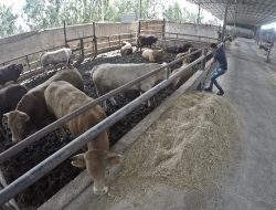 764,000 Qurbani Rawhides Safely Preserved in Chattogram Division
